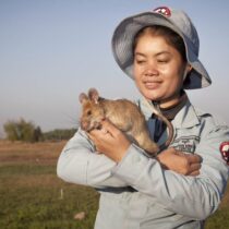 Animales al servicio de la humanidad