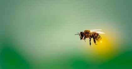 Abejas africanizadas: ¿Peligro para la población?