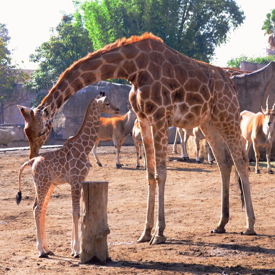 Nuevos inquilinos en México, nacen cuatro “ligres” y una jirafa