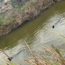 ¡Libres son! los delfines que estaban atrapados en Navolato, Sinaloa