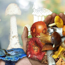¿Los hongos son el alimento del futuro?