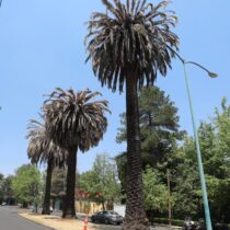 Plaga acaba con palmeras de CDMX; urgen acciones para evitar más contagios