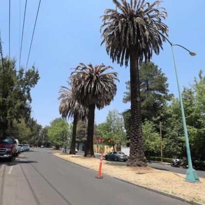 Plaga acaba con palmeras de CDMX; urgen acciones para evitar más contagios