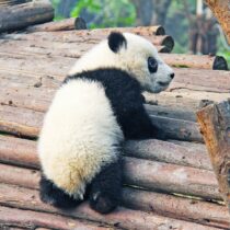 Pandas gigantes, ya no están en peligro de extinción