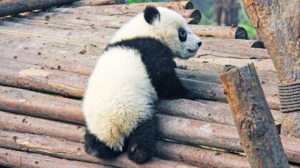 Pandas gigantes, ya no están en peligro de extinción