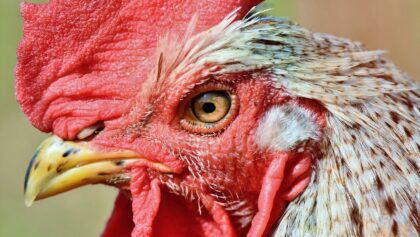 Peleas de gallos, Patrimonio Cultural Inmaterial en Hidalgo