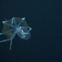 ¡No se rompe! Aunque parece de cristal, es un pulpo de verdad 