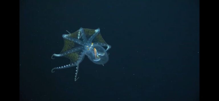 ¡No se rompe! Aunque parece de cristal, es un pulpo de verdad 