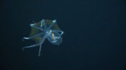 ¡No se rompe! Aunque parece de cristal, es un pulpo de verdad 