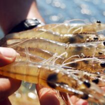 México solicita a EU exentar del embargo a la pesca ribereña de camarón