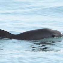 México invierte 2 mdp para monitorear a la vaquita marina