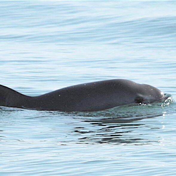 México invierte 2 mdp para monitorear a la vaquita marina