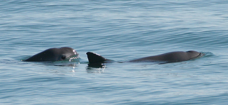 Leonardo Di Caprio se enciende contra el gobierno de México por la vaquita marina