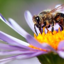 ¿Qué pasaría si las abejas se extinguen?