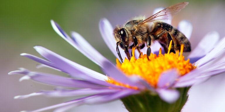 ¿Qué pasaría si las abejas se extinguen?
