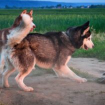 Por qué los perros son mejores que los gatos