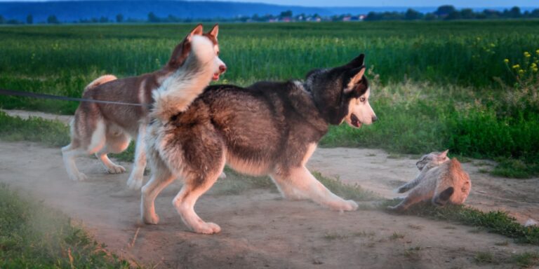 Por qué los perros son mejores que los gatos