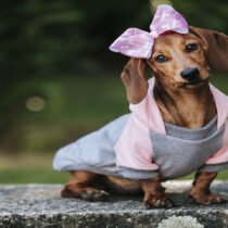 ¿Es bueno vestir a los perritos? moda, protección y bienestar canino