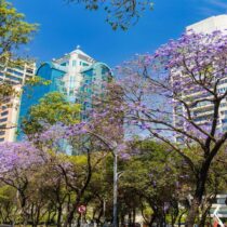 La temporada de jacarandas: cuando la Ciudad de México se pinta de morado