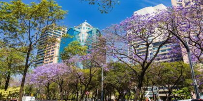 La temporada de jacarandas: cuando la Ciudad de México se pinta de morado