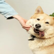 Más que una mascota: un compañero para cada etapa de la vida