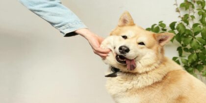 Más que una mascota: un compañero para cada etapa de la vida