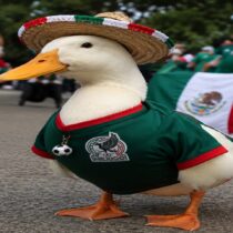 El pato Merlín: la inesperada estrella del Mundial 2026